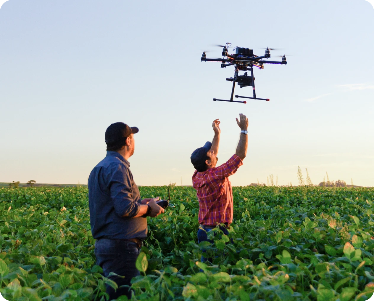 Drone flying over green crops